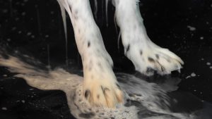 New Glarus Wasche Center & Storage - Dog Wash 03