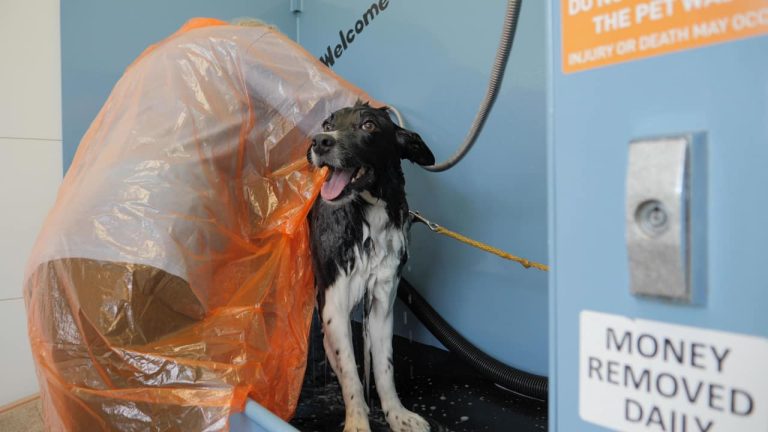 New Glarus Wasche Center & Storage - Dog Wash 04